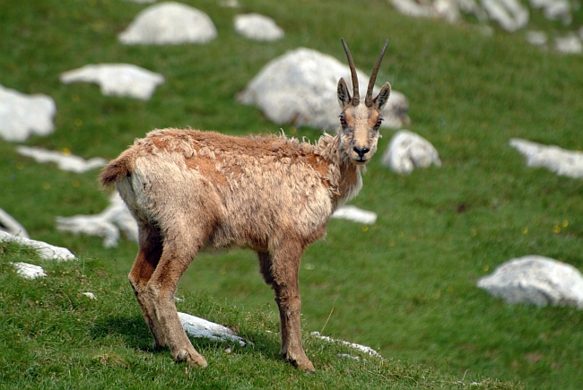 Camoscio d''Abruzzo Rupicapra pyrenaica ornata